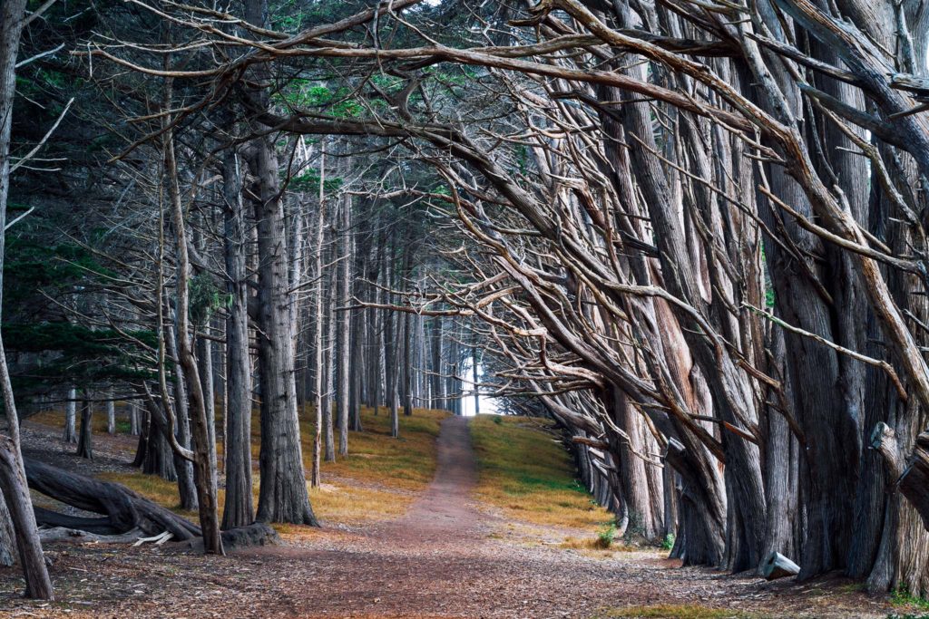 Cypress Tree Tunnels, Seal Cove